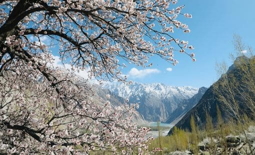 Du lịch Pakistan vào mùa hoa anh đào