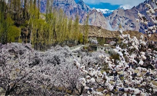 Du lịch Pakistan vào mùa hoa anh đào