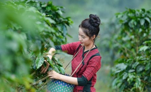 Cao nguyên Bolaven
