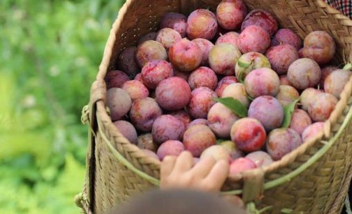 Mùa mận Mộc Châu