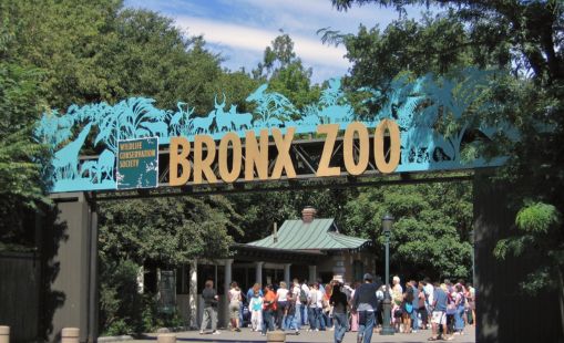 Vườn thú Bronx - Mỹ