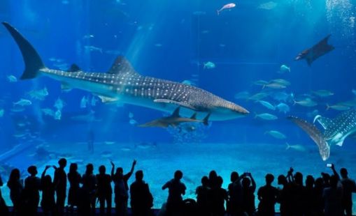 SEA Aquarium Singapore
