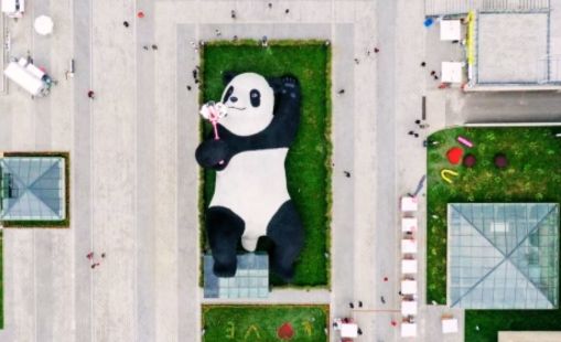 Gấu trúc biết selfie