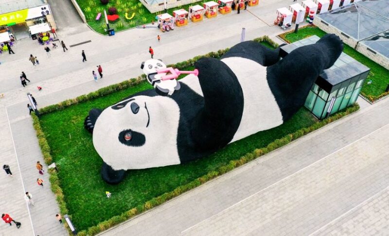 Gấu trúc biết selfie