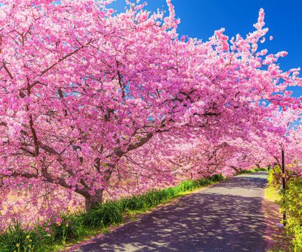 Tour cung đường vàng Nhật Bản