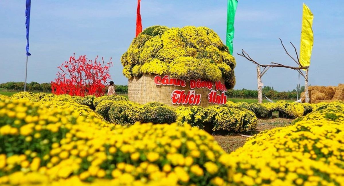 Cánh đồng hoa Thiên Anh