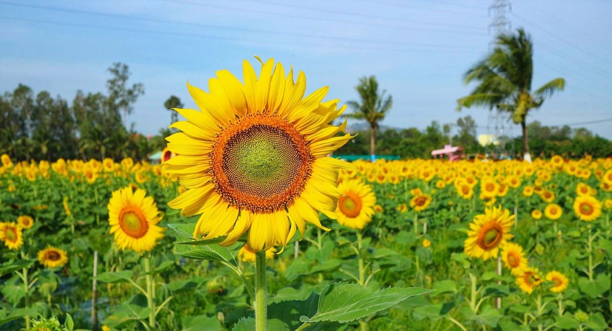 Cánh đồng hoa Thiên Anh