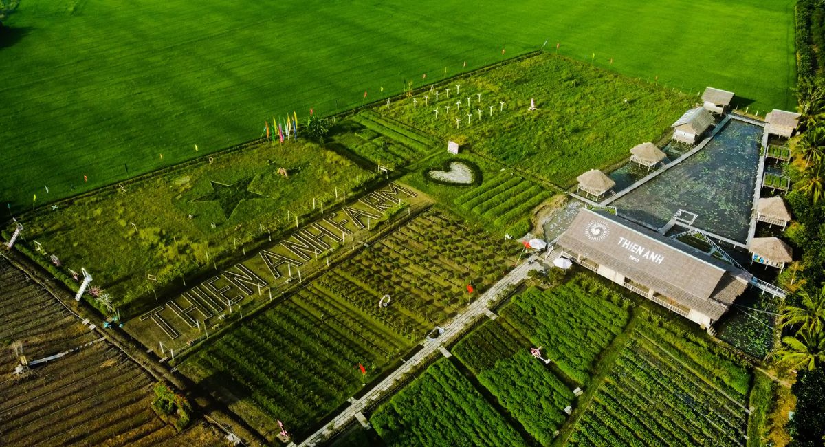 Cánh đồng hoa Thiên Anh