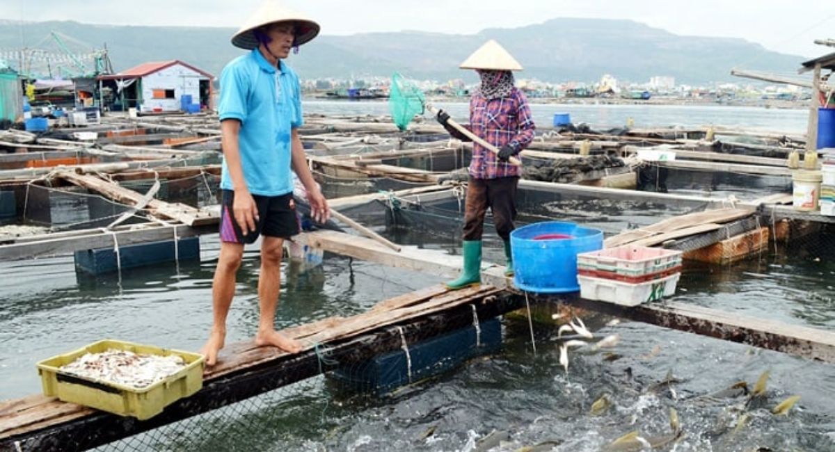 Đảo Hòn Ngư
