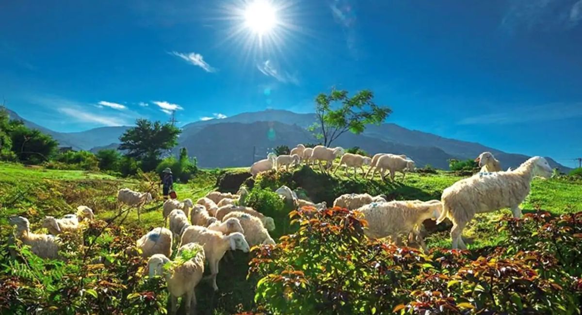 Đồng cừu An Hòa