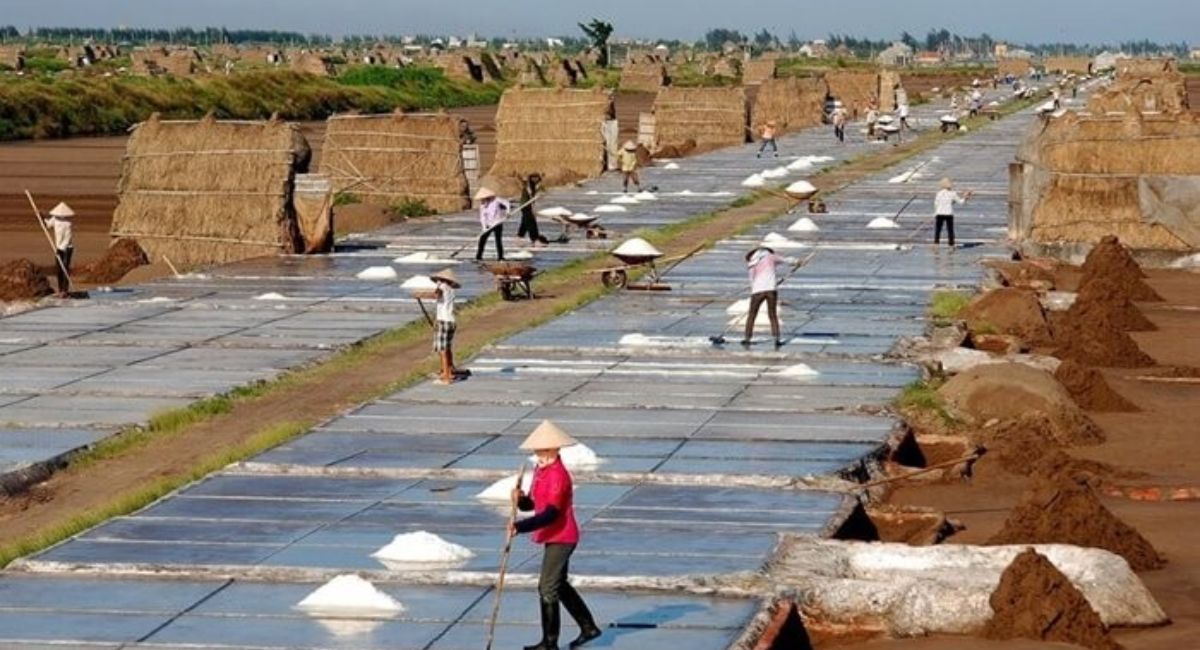 Ghé thăm Cánh đồng muối Bạch Long