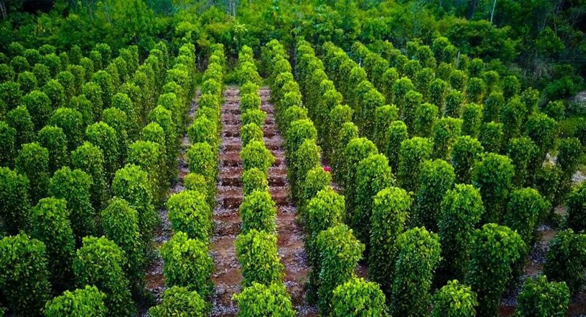 Vườn tiêu Phú Quốc
