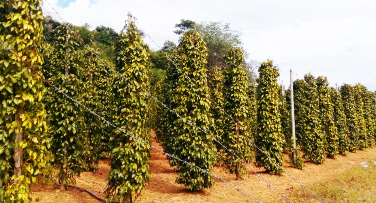 Vườn tiêu Phú Quốc