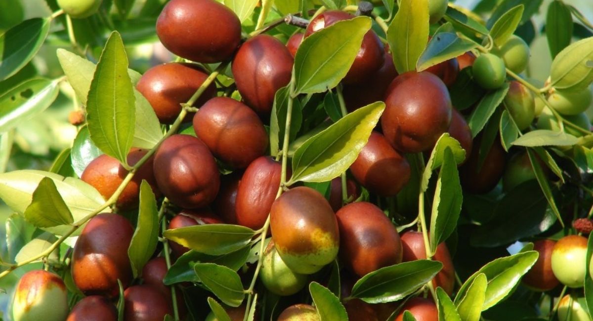 Khu tự trị Tân Cương