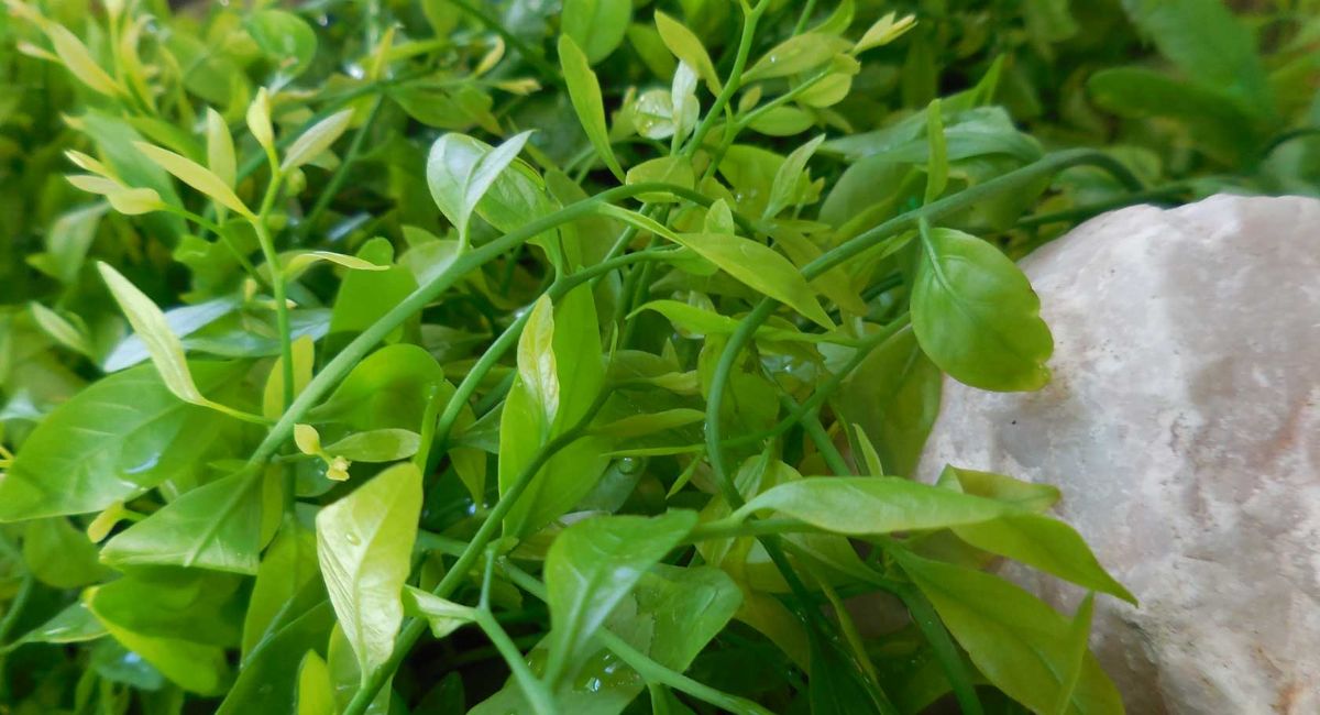 Đặc sản Hà Nam