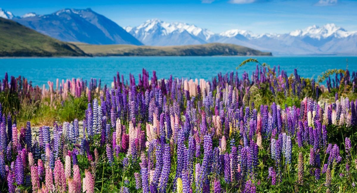 Hồ Tekapo