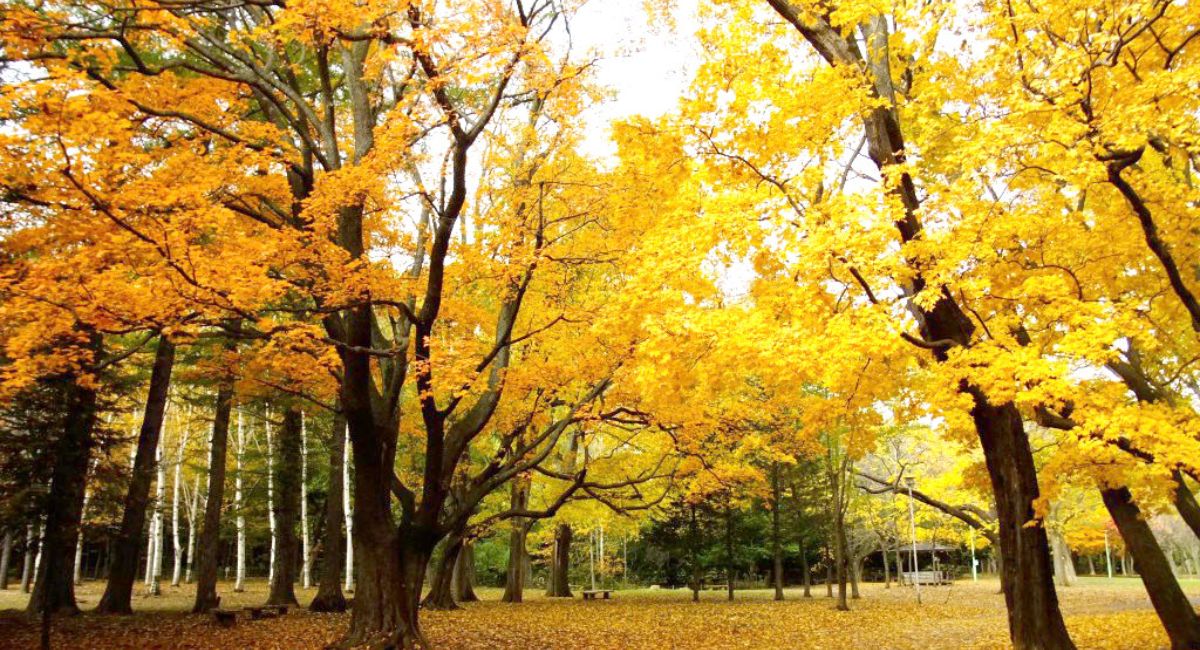 Mùa thu Hokkaido