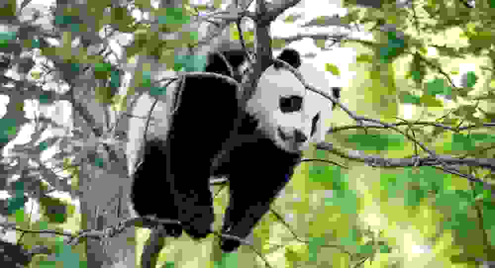 Công viên Gấu Trúc Đô Giang Yển