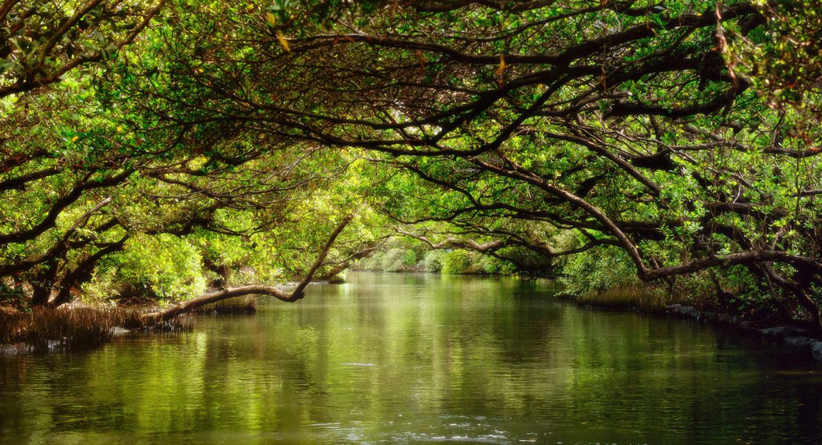 Kênh Sicao Green