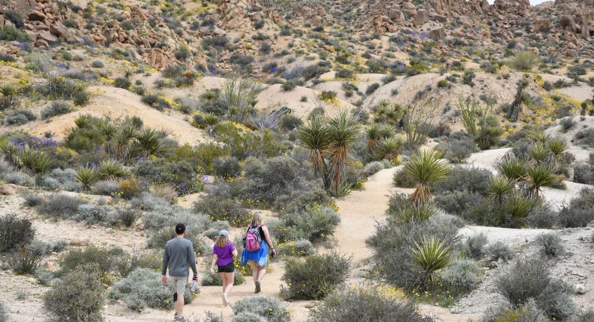 Công viên Quốc gia Joshua Tree: Vẻ Đẹp Hoang Dã của California