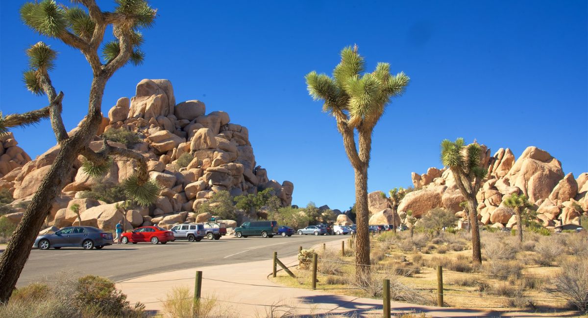 Công viên Quốc gia Joshua Tree: Vẻ Đẹp Hoang Dã của California