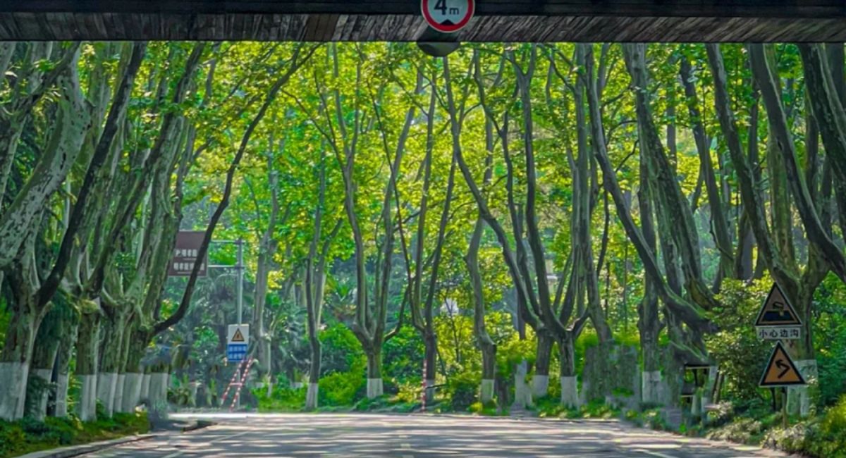 Đại Lộ Ngô Đồng - Nam Kinh