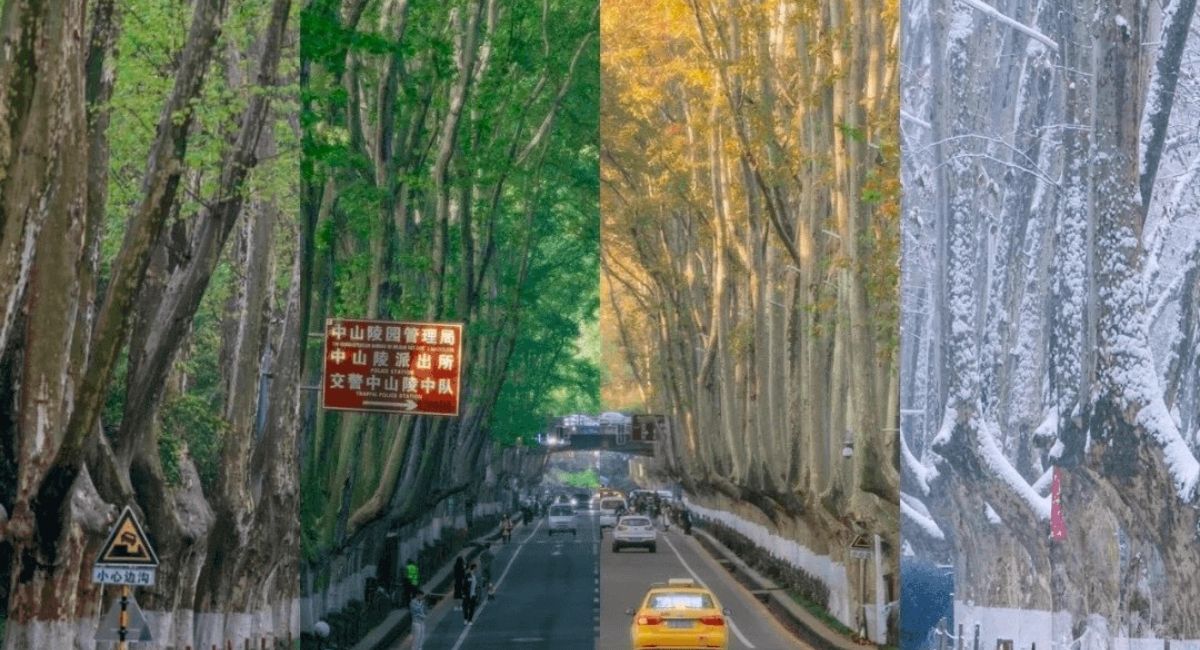 Đại Lộ Ngô Đồng - Nam Kinh