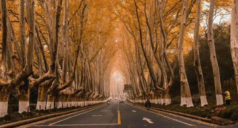 Đại Lộ Ngô Đồng - Nam Kinh